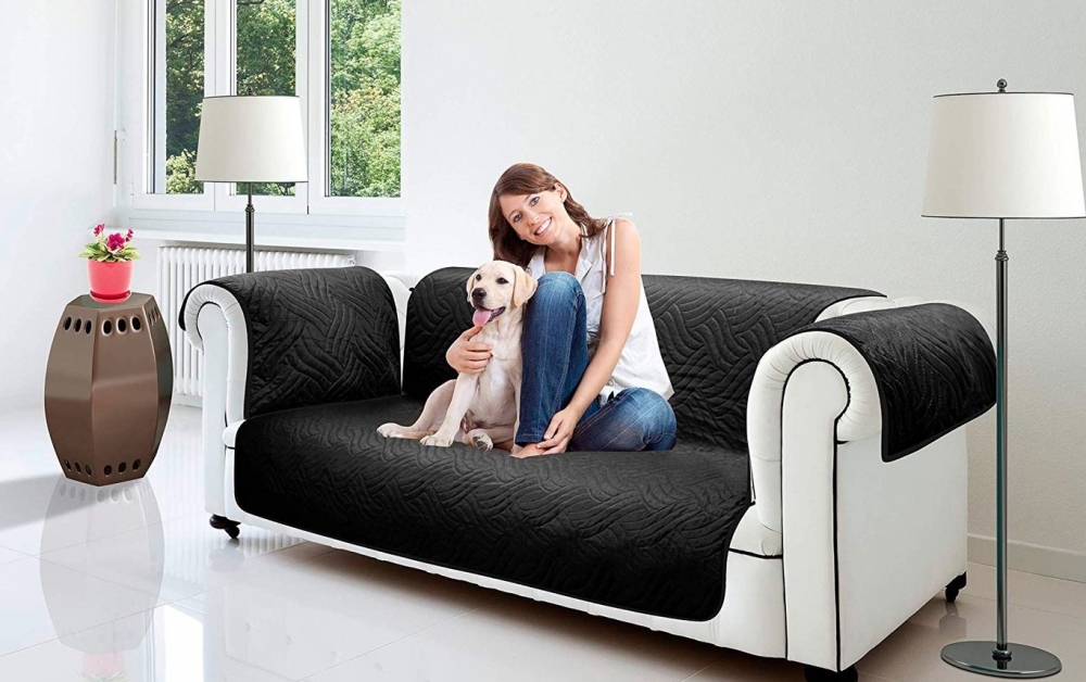 Cómo Proteger tu Hogar de las Mascotas